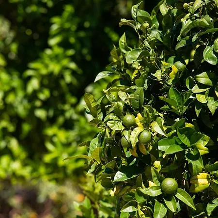 Archodissa Feriehus Thimonia