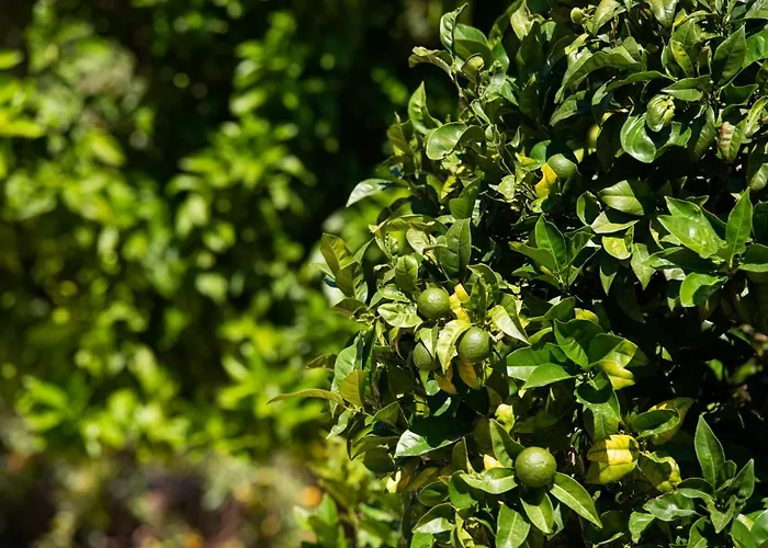 Archodissa Feriehus Thimonia